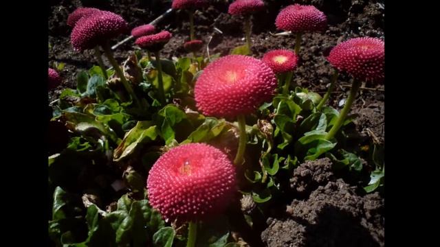 Suvila Слайд-шоу смотреть онлайн