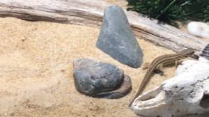 Как вывести из спячки прыткую ящерицу ?