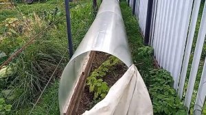 Мини теплицы для винограда. Тонельное укрытие винограда на дозаривание и ранне весенний разгон.