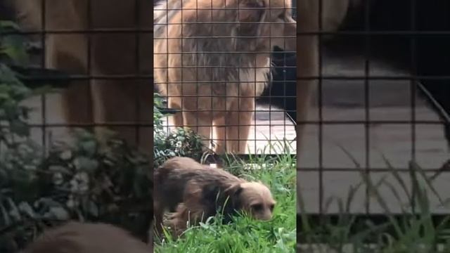 Кроличья жесткошерстная такса смотреть онлайн