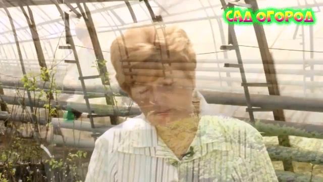 Секреты выращивания клубники смотреть онлайн