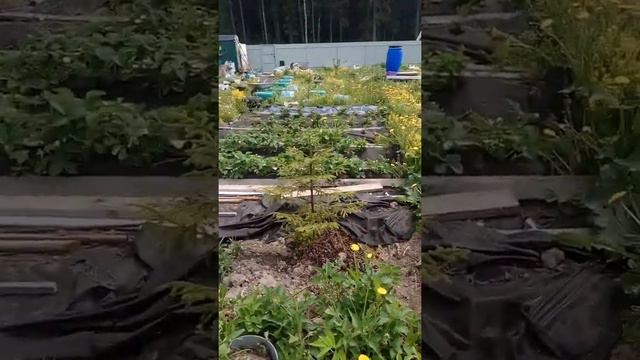 Начинающий садовод - огородник смотреть онлайн