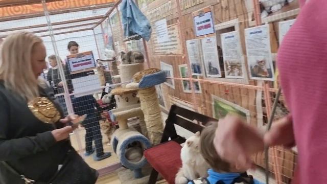 Кошки приехали в Ижевск смотреть онлайн