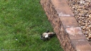 ЭТО Нужно Видеть! Битвы Диких Животных Снятые на Камеру!