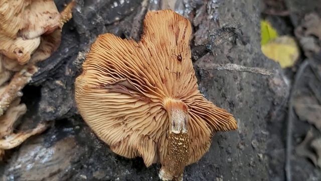 Łuskwiak zmienny (Kuehneromyces mutabilis) - 27.09.2020, Nowa Huta, Kraków. смотреть онлайн