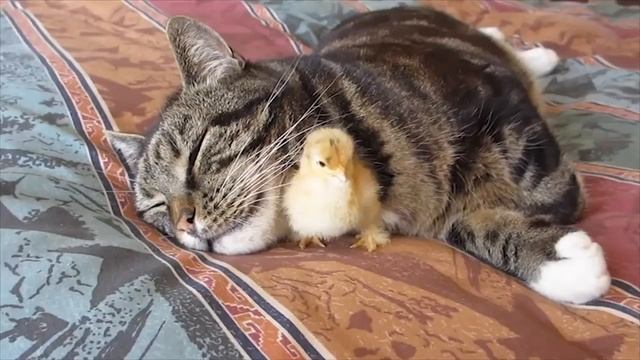 【動物】猫とウズラ смотреть онлайн