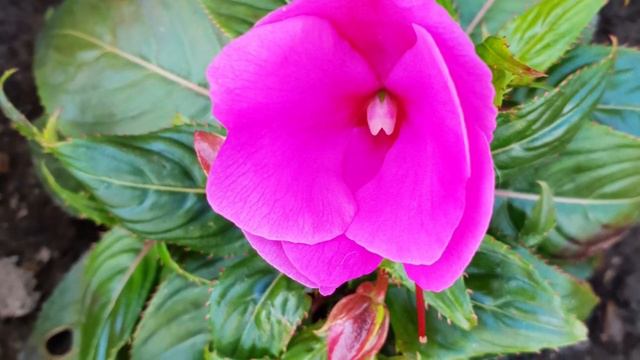 Flora in Majkhali смотреть онлайн