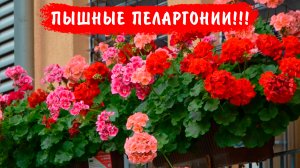 ХОТИТЕ ОЧЕНЬ ПЫШНЫЙ КУСТ ПЕЛАРГОНИИ? Выращивайте так! Пеларгонии буду пышно цвести все лето!
