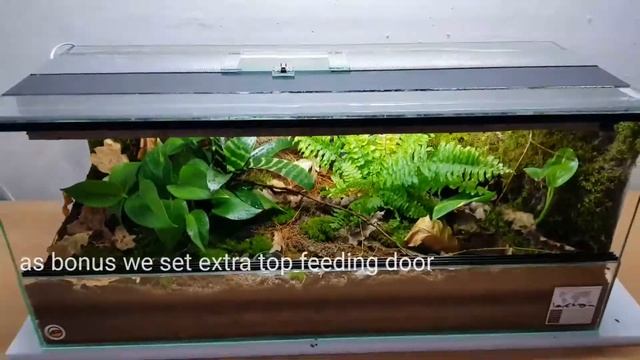 Theraphosa stirmi Goliath birdeater tarantula natural vivarium смотреть онлайн