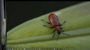 Лилия и её вредители. Красный лилейный жук.