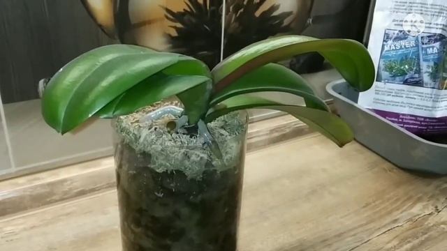 Грибные комарики. Личинки. Решение проблемы. смотреть онлайн