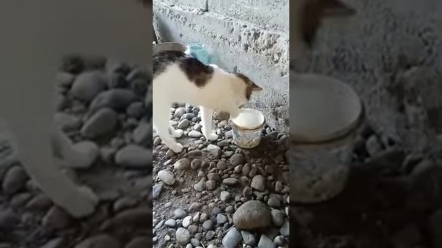 КОТ-ОБЖОРА!!! Как он ест, это надо видеть! смотреть онлайн