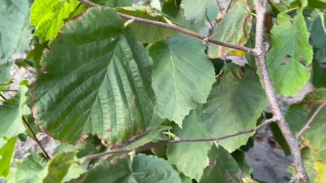 ФУНДУК в БЕЛАРУСИ.ТРАПЕЗУНД тот который ТРАПЕЗУНД. РАСТЁТ ВТОРОЙ СЕЗОН НАБЛЮДАЮ и ПОКАЗЫВАЮ ВСЕМ смотреть онлайн