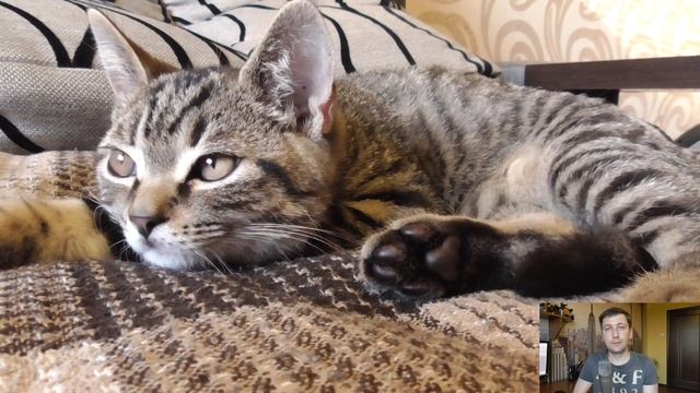 Опухоль языка у кошки. Автор ветеринар смотреть онлайн