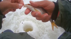 ЛОВЛЯ ПЛОТВЫ в МАРТЕ со ЛЬДА в ПЛОХУЮ ПОГОДУ