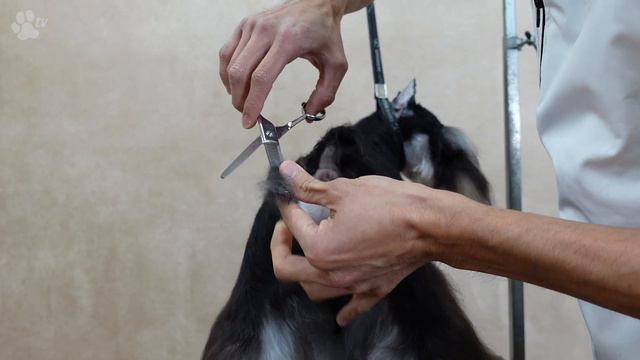 Miniature Schnauzer Grooming With Kazuaki Jingu | Groomania 2021 Grooming Demonstration