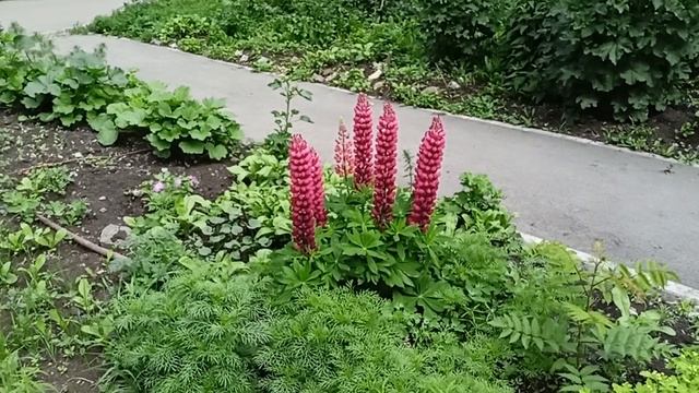 Люпины серии Месье лучшие среди всех сортов люпинов.16.06.2022 смотреть онлайн