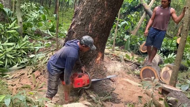 Trembesi tree felling in hilly area, Husqvarna 3120 xp chainsaw. смотреть онлайн