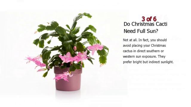 How to Take Care of a Christmas Cactus - Tips for Christmas Plant Maintenance смотреть онлайн
