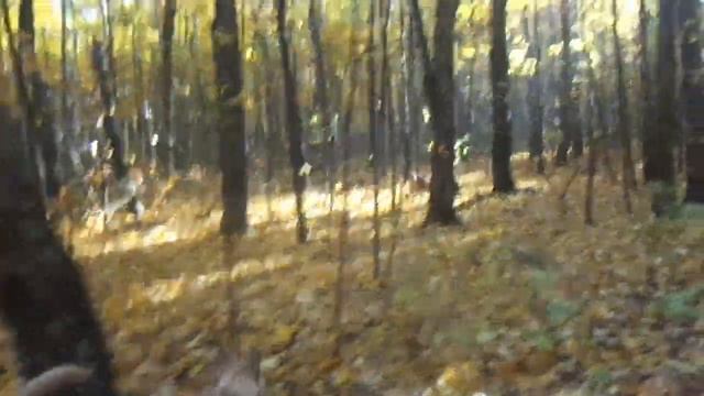 ФУ КАКАЯ КРАСОТА, ЗОЛОТОЙ КОВЕР ИЗ ЛИСТЬЕВ, ОСЕНЬ ЗОЛОТАЯ смотреть онлайн