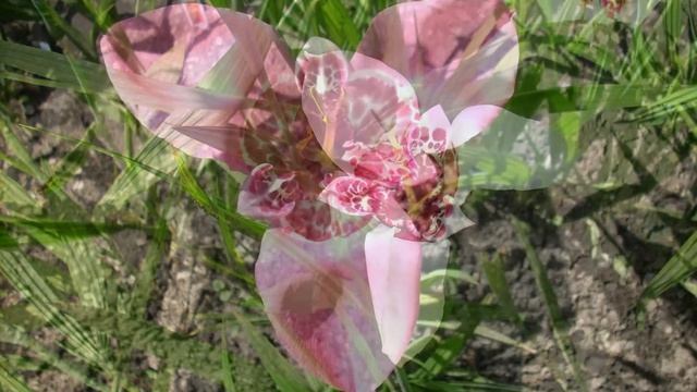 Удивительно красивые цветы. Видео о цветах и музыка