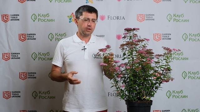 Спірея японська Ентоні Ватерер • Spiraea Japonica Anthony Waterer • Спирея японская Энтони Ватерер