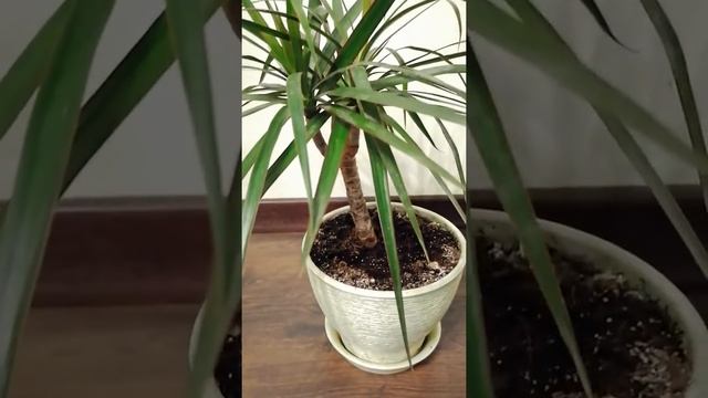Уход за драценой после зимней спячки.))) смотреть онлайн