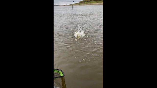 Рыбалка в Томской области - Огромные щуки живут в корягах , день трофеев - рыбалка мечты !!! смотреть онлайн