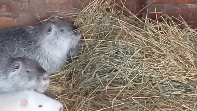 Нутрии. Как мы содержим. смотреть онлайн