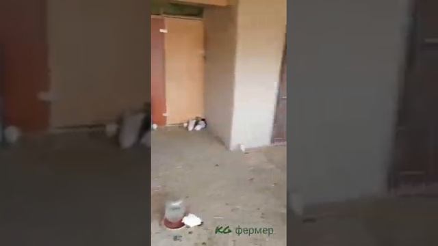 Наши цыплята на выгуле, порода несушка Хай-Лайн соня и чёрный ташкентский.. смотреть онлайн