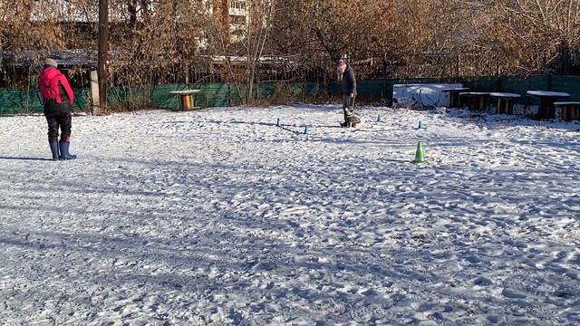 Обидиенс Тренировочные соревнования Тимошина Светлана & Гувер 04.11.21г. смотреть онлайн