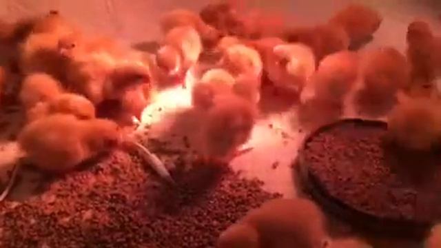 Техасские перепела смотреть онлайн
