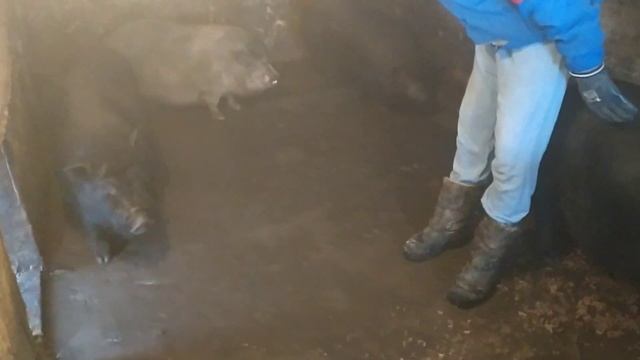 Кармал и вьетнамская свинья наглядное сравнение. смотреть онлайн