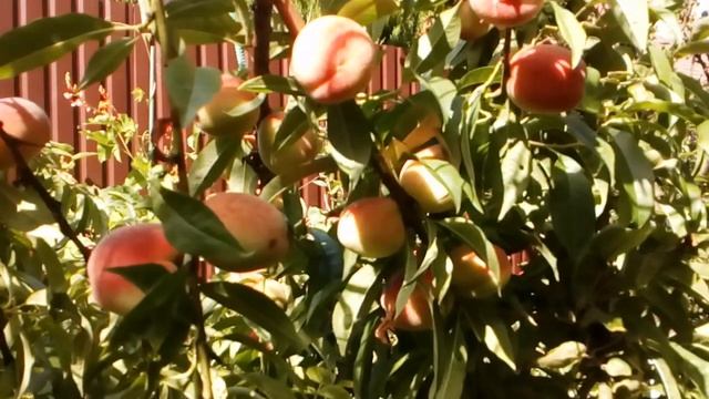 Созрел персик в моем саду. Приглашаю в гости??! Донецкий ранний. Сладкий и белый!? смотреть онлайн