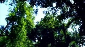 Салам Салам, Родной Узбекистан / СУПЕР ПЕСНЯ И КЛИП ПРО УЗБЕКСТАН / Стас Денисов Ташкентский