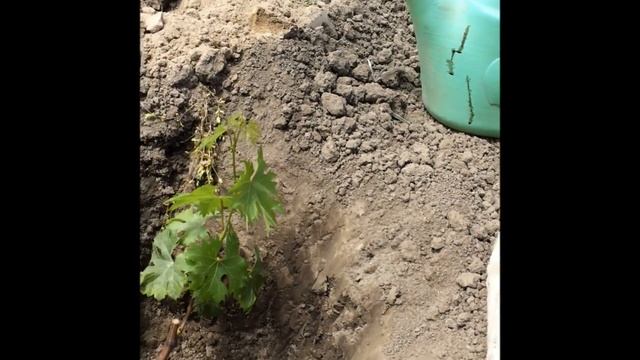 Как посадить виноград смотреть онлайн