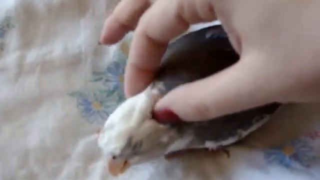 Начесывание Найта после приема лекарств смотреть онлайн