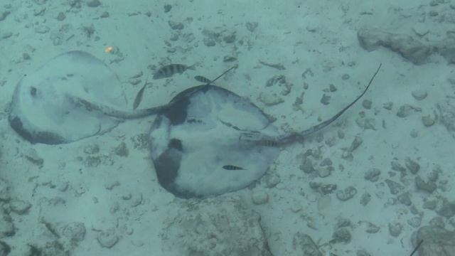 Ecologisch themapark Xcaret in Quintana Roo Mexico смотреть онлайн