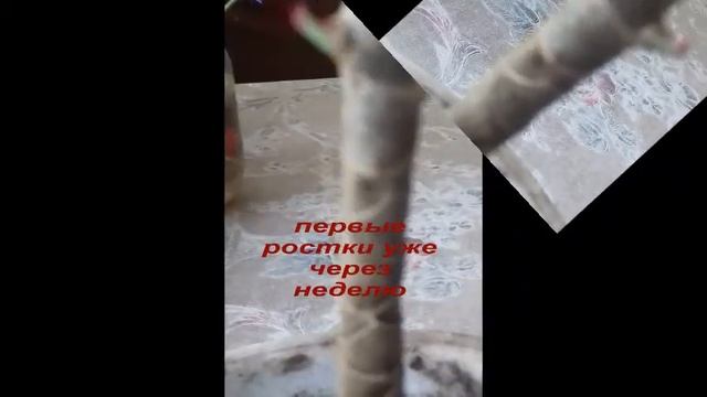 Драцена размножение и уход в домашних условиях смотреть онлайн