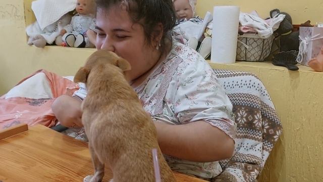 собака лазает по столу, Филипп сидит на столе чихуахуа Кастропуло Крым