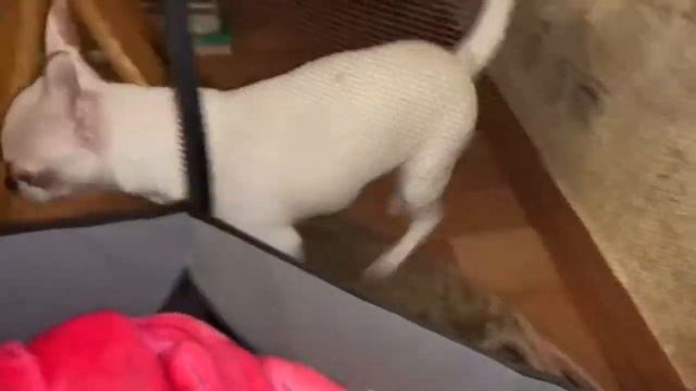 Малышка чихуахуа помогает воспитывать щенков шпицули. смотреть онлайн