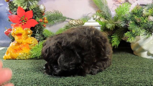 ПОЗДРАВЛЯЕМ с ЮБИЛЕЕМ 30 лет ЛЮБИМОМУ зятю ! 27.12.23 #деньрождения #юбилей #поздравление смотреть онлайн