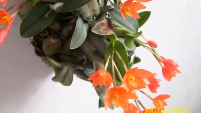 Orquídeas 1 смотреть онлайн