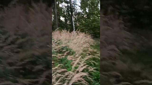 Собираю гигантские грибы - зонтики смотреть онлайн