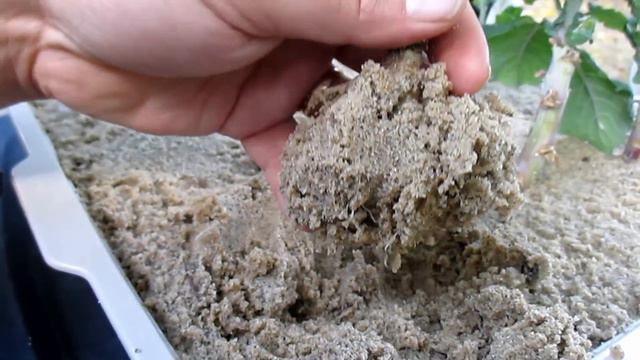 Aloe Vera Rooting Hormone Results, Harvesting Echinacea Seeds & Chayote Vine Flowering & смотреть онлайн