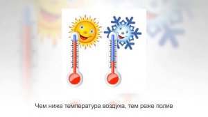 КЛЕРОДЕНДРУМ – Дерево Счастья | Посадка, уход и выращивание в домашних условиях