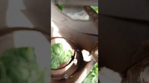 Снятие передней пружины ваз 2104 классика. Снятие переднего амортизатора. Снятие верхнего рычага ва