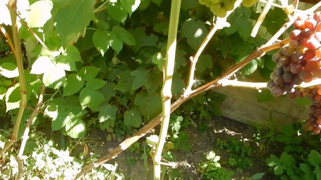 Шпалера с техническим виноградом. смотреть онлайн