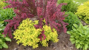 МОЛОЧАЙ МИНДАЛЕВИДНЫЙ / КИПАРИСОВЫЙ. МАКИ. БЕРЕСКЛЕТ ФОРЧУНА. ХОСТЫ / БРУННЕРЫ и др. для ПРОДАЖИ.