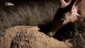 Дикие животные 24 часа   Африканская саванна